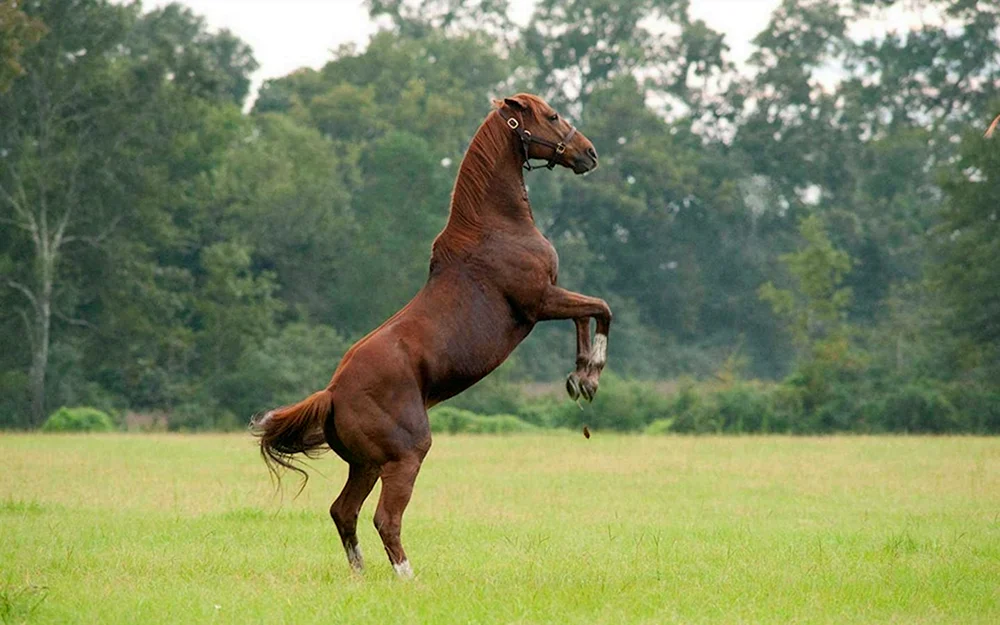 Mustang-Pferd