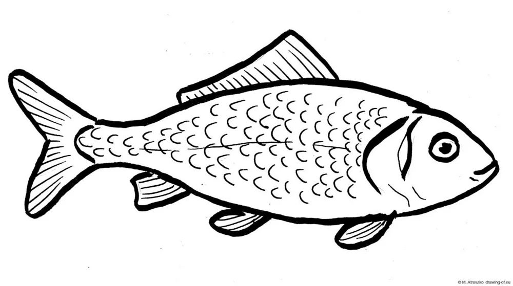 Fischumriss für Karpfen