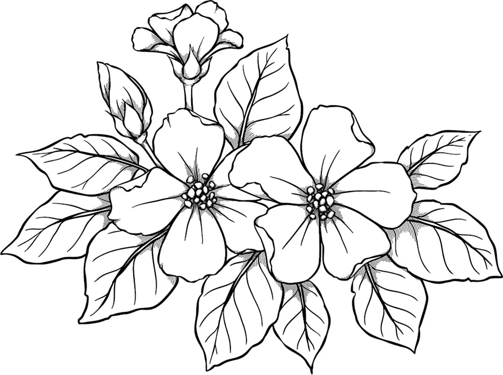 Blumen Umriss