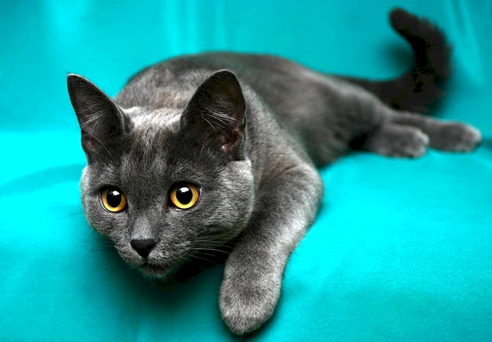 Russische Blaue Katze