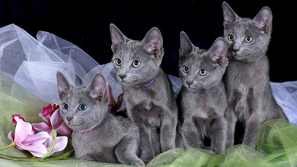 Russische blaue Katze