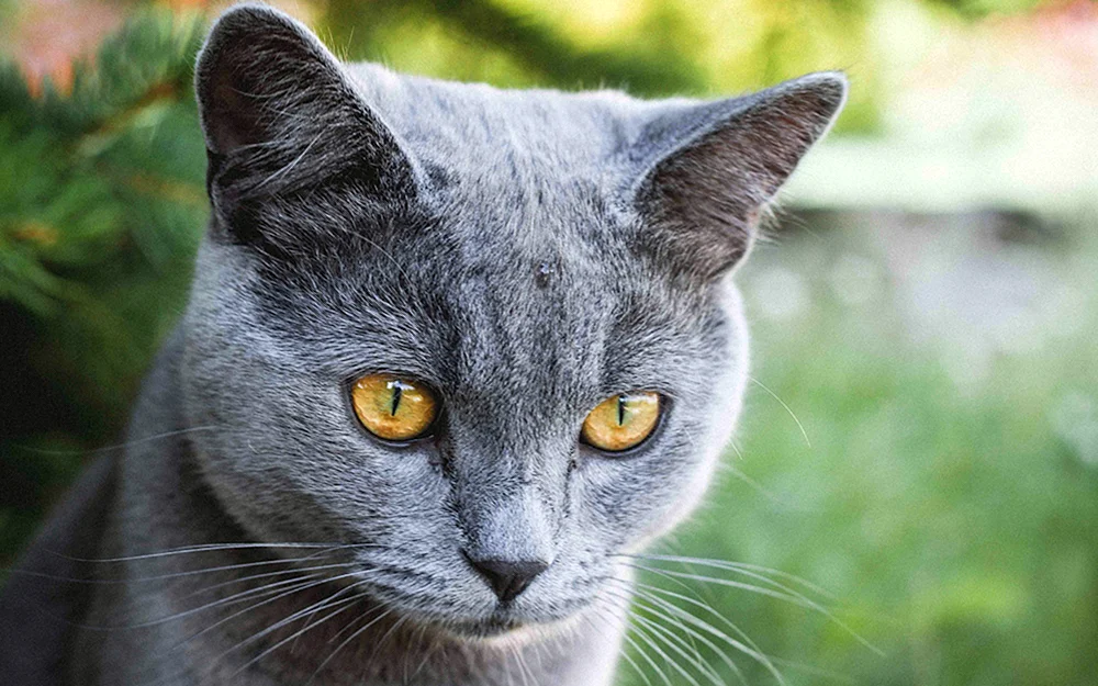 Corat chartreuse Kartesische Katze