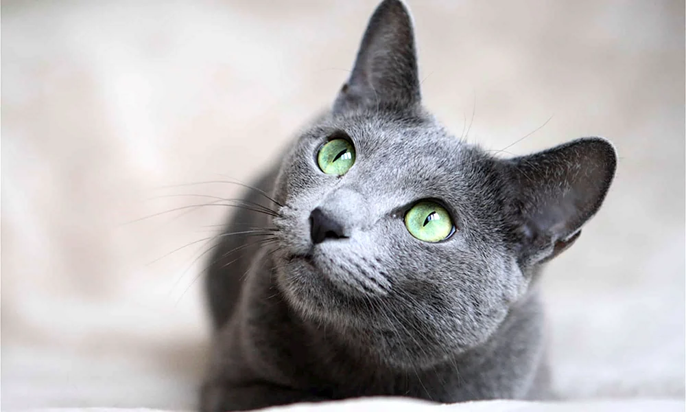 Sibirisch Blau Kurzhaar Katze