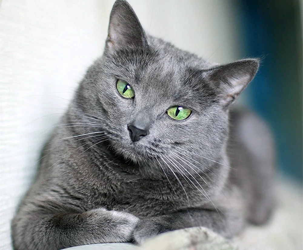 Russische blaue Katze blaue Katze