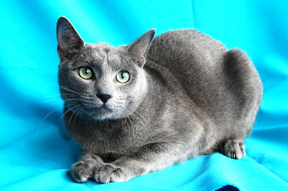 Sibirische blaue Katze kurzhaarig