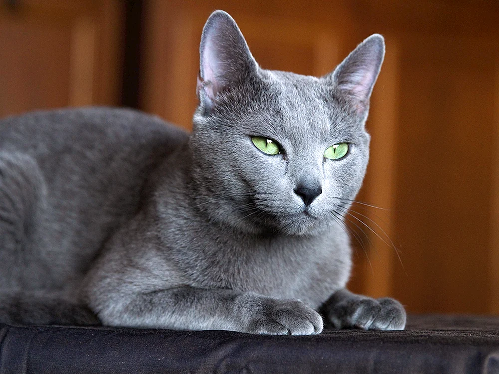 Russisch blau Kurzhaar Katze