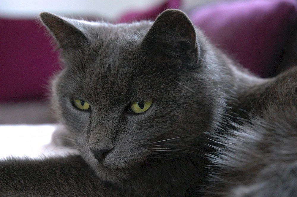 Katze chartreuse Karteserkatze