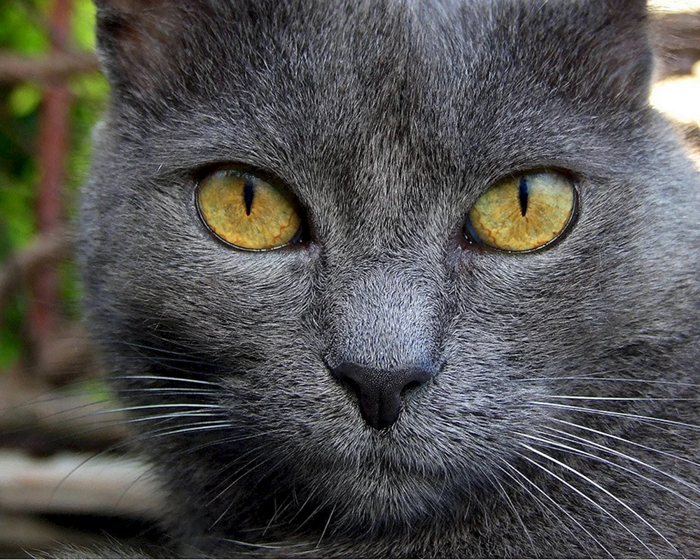 Corat chartreuse Kartesische Katze