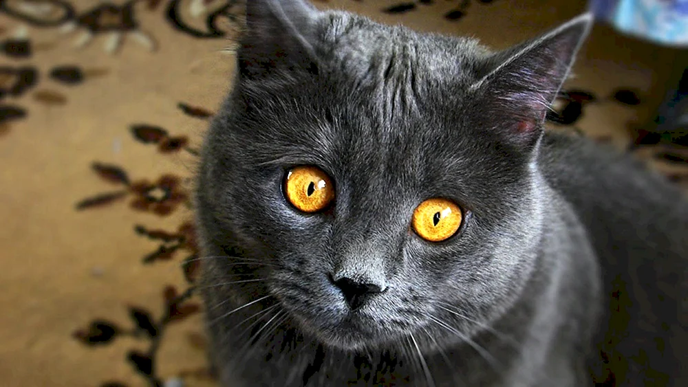 Corat chartreuse Karteserkatze