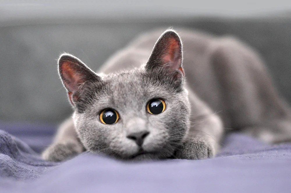 Ragdoll blauäugige Katze