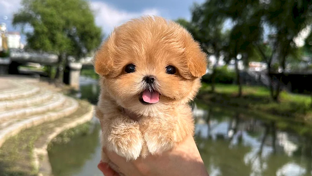 Koreanischer kleiner Hund