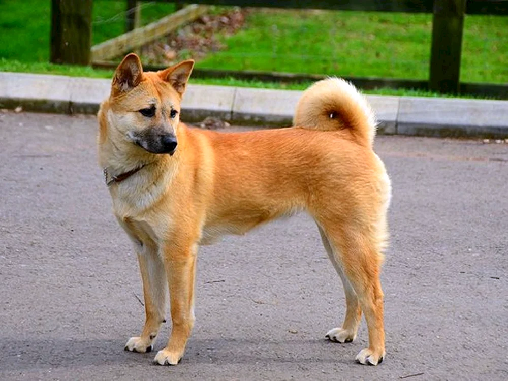 Koreanischer Chindo Hunderasse