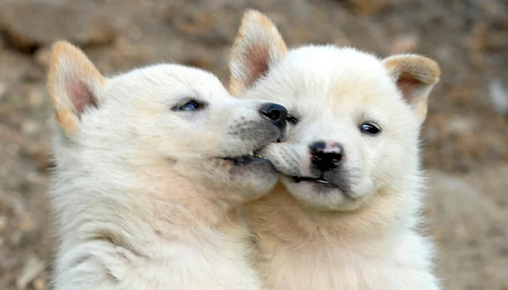 Pomeranian Spitz BOO