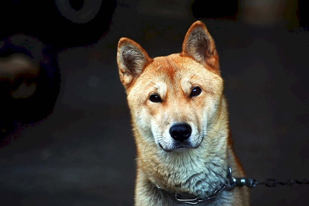 Koreanischer Jindo