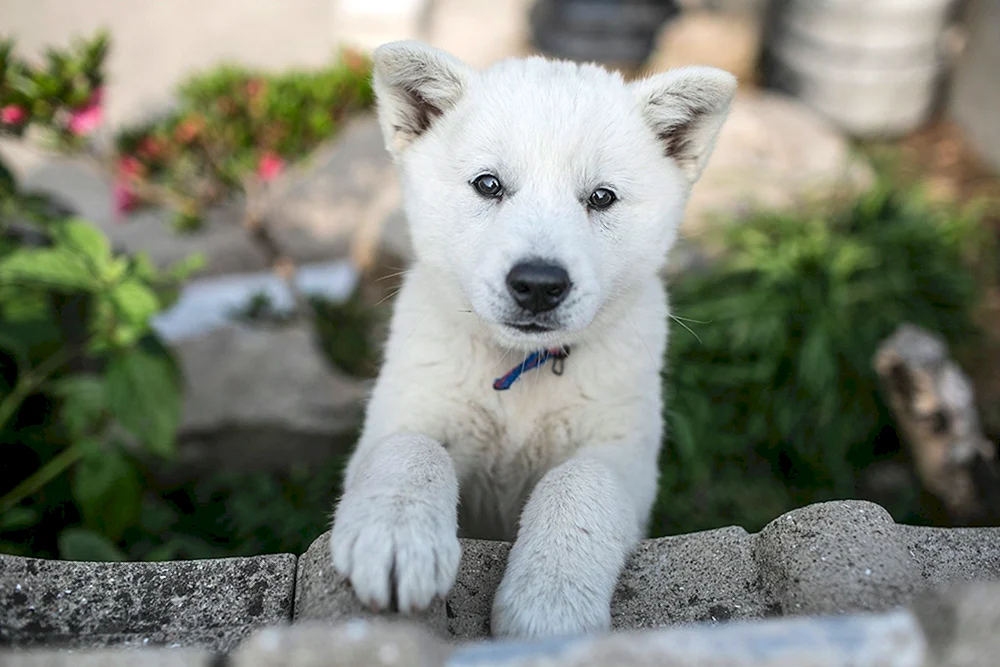 Pomeranian Spitz Koreanischer Hindo