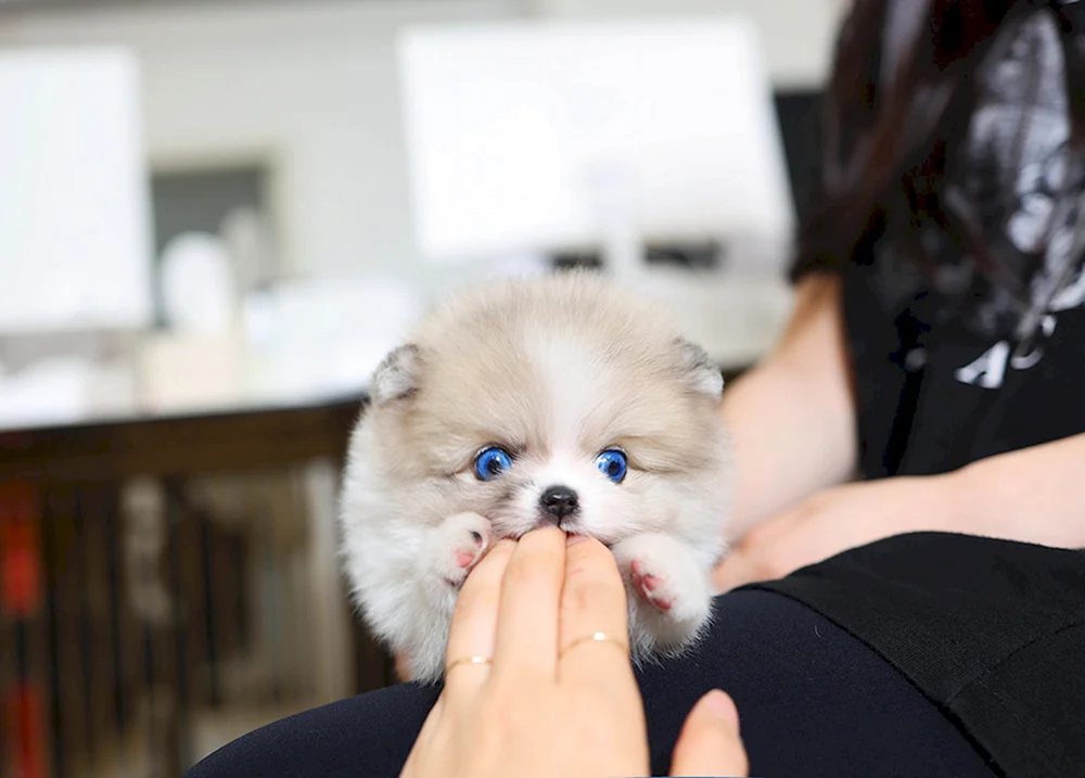 Koreanischer Spitz Mini