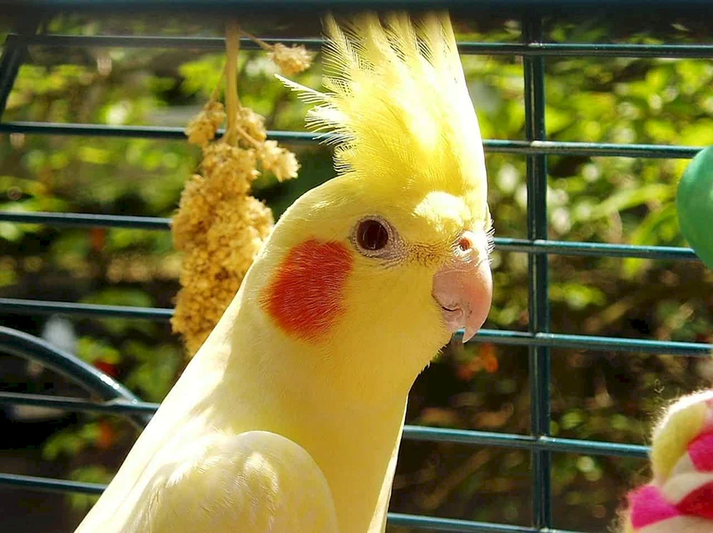 Corella