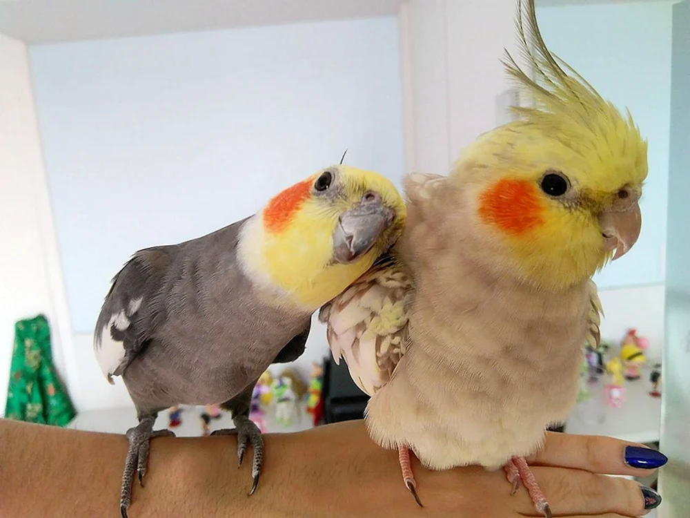 Corella Papageien