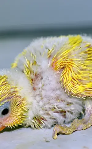 Corella und Wellenpapagei