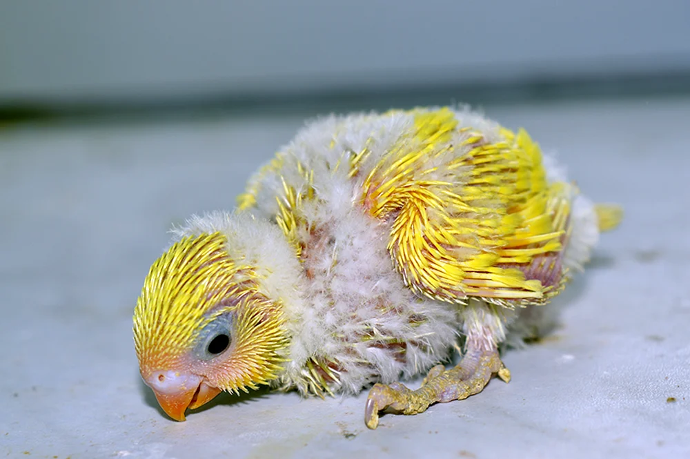 Corella und Wellenpapagei