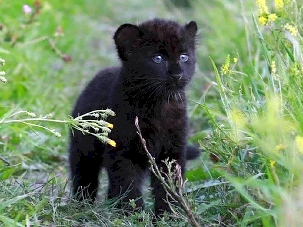 Korellischer Sandpanther