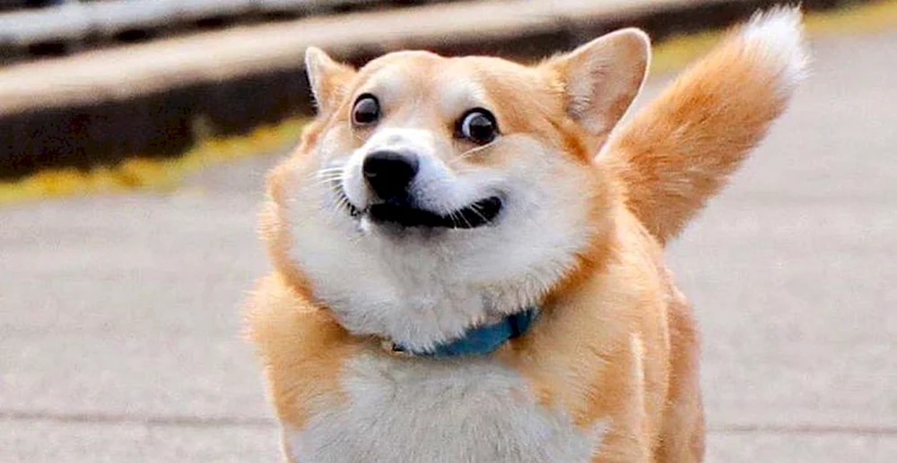 Corgi