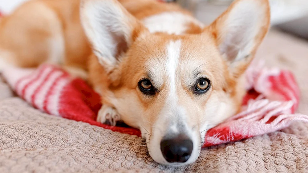 Corgi Pembroke