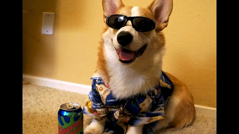 Corgi