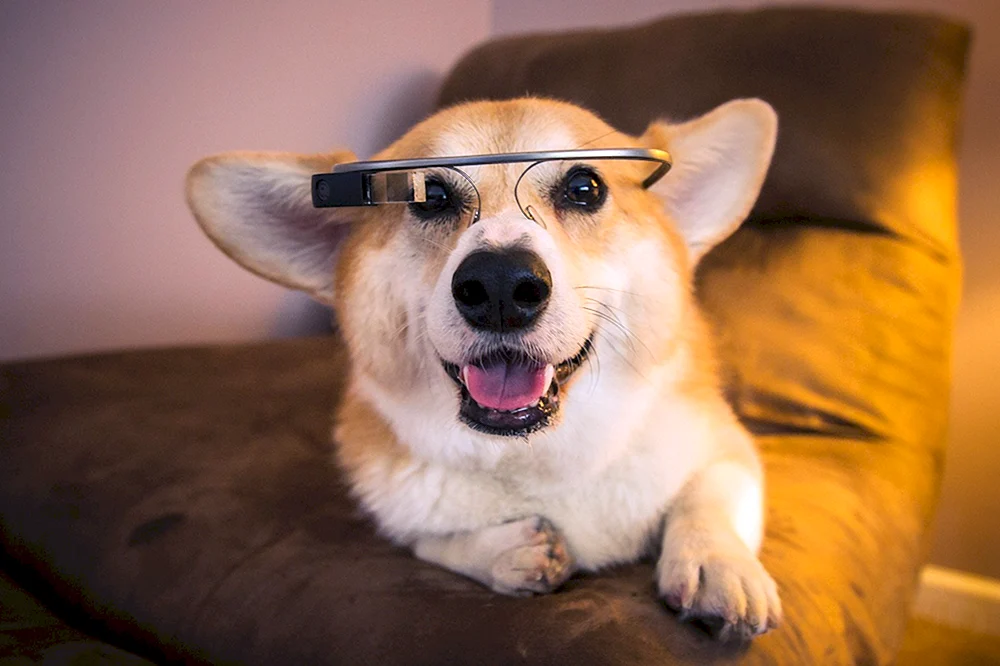 Hund Corgi