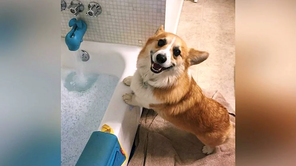 Welsh Corgi