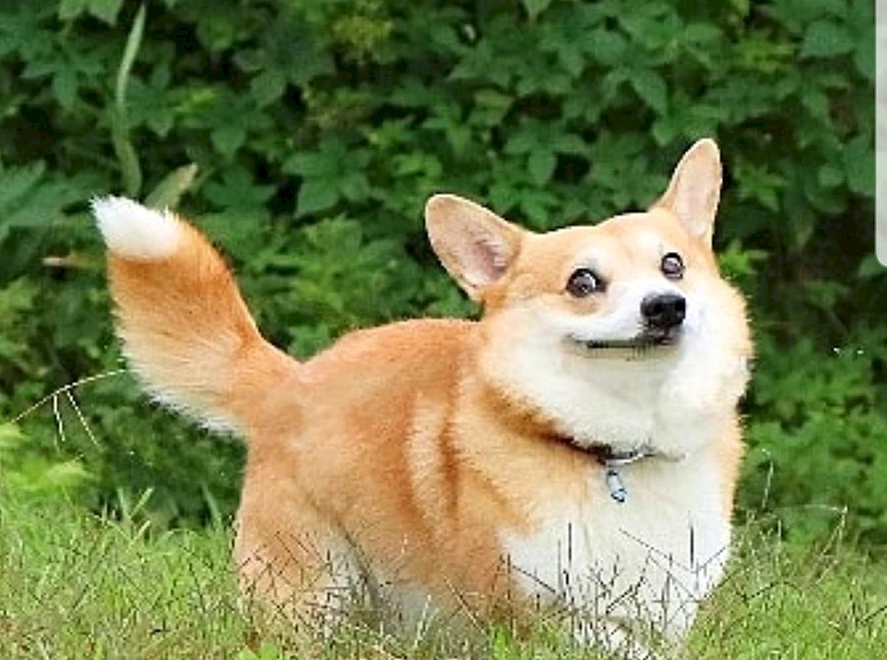 Welsh Corgi