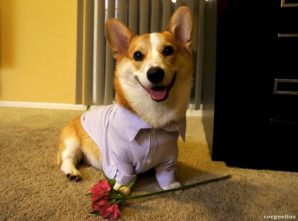 Corgi