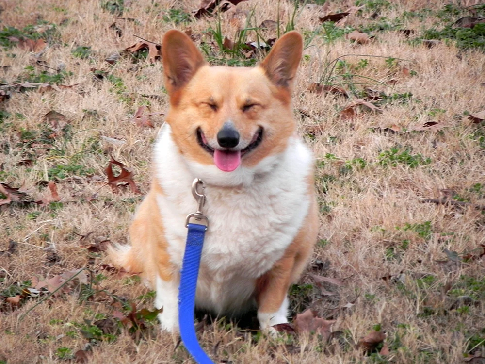 Welsh Corgi