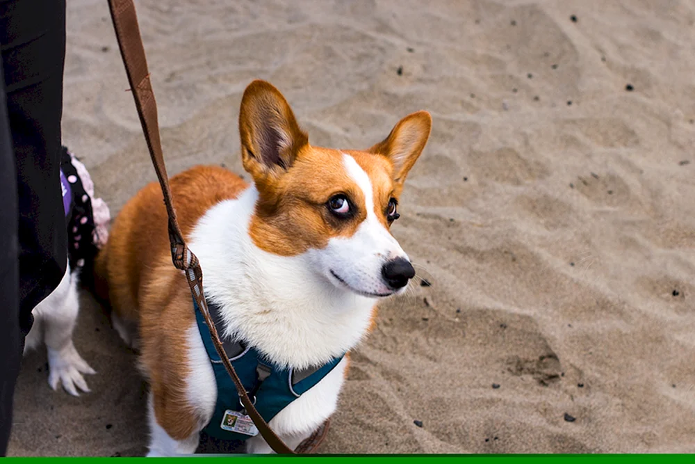 Welsh Corgi