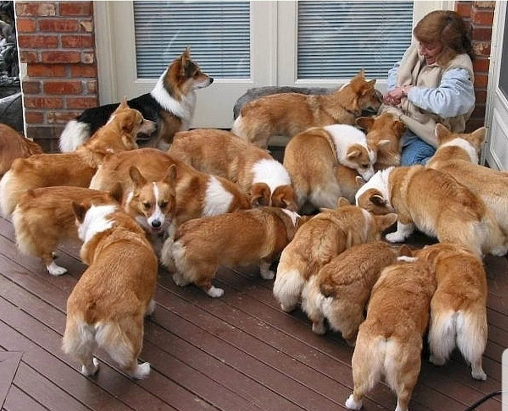 Welsh Corgi
