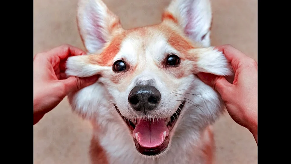 Corgi Albino