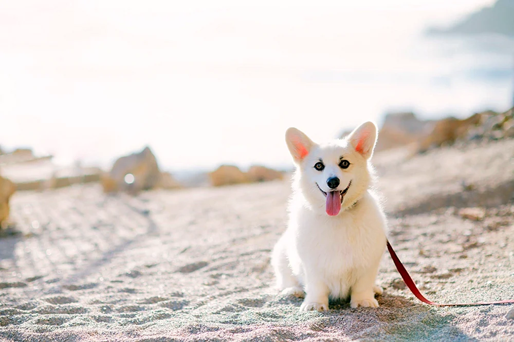 Corgi Albino