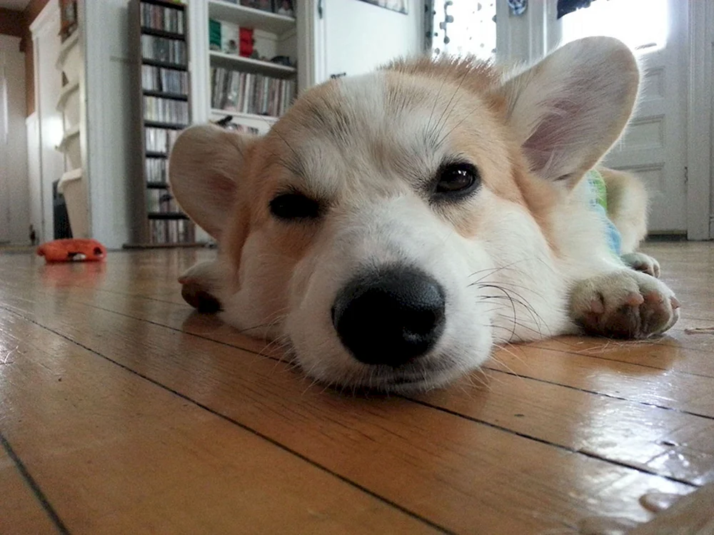Albino Corgi