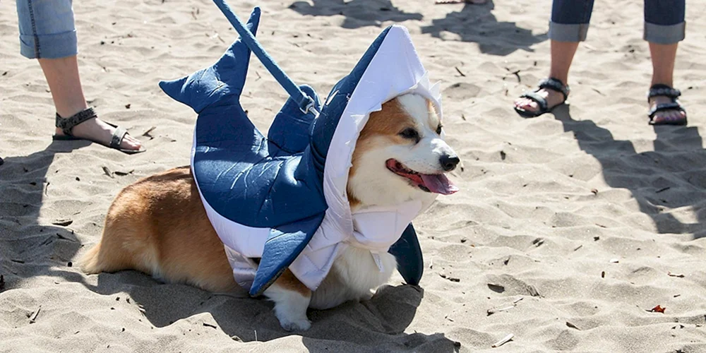 Corgi Batman