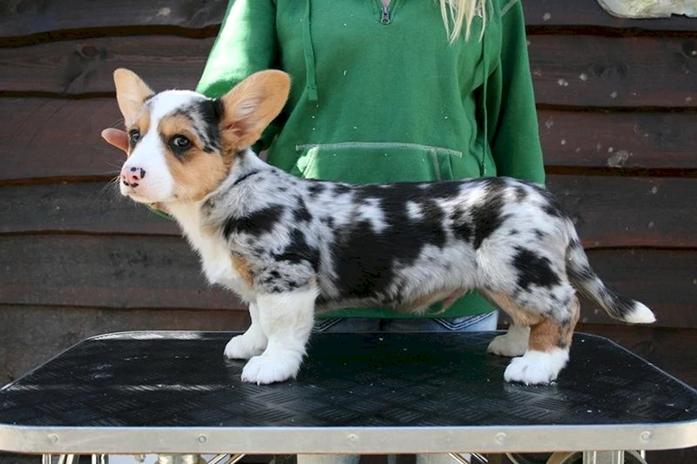 Corgi Blue Merle