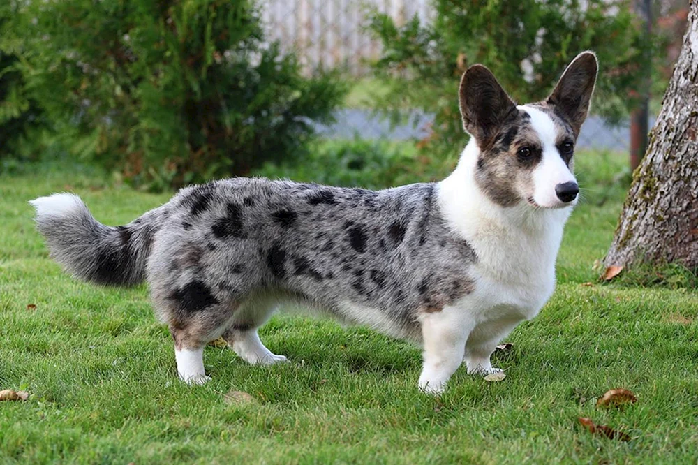 Corgi Strickjacke Blue Merle