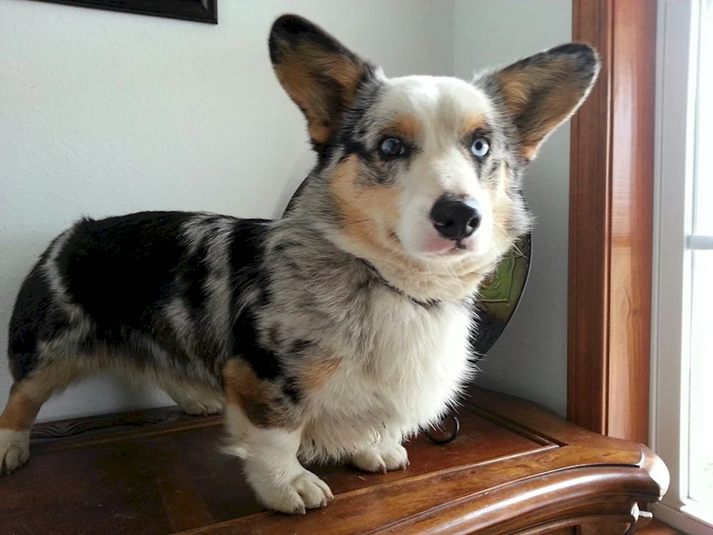 Welsh Corgi Strickjacke Blue Merle