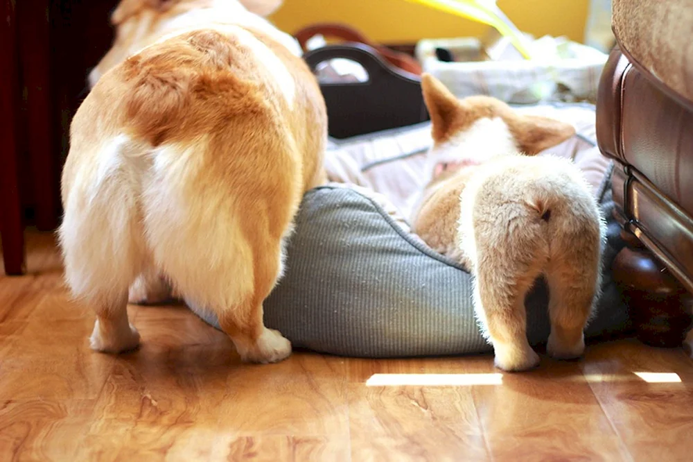 Corgi Brötchen