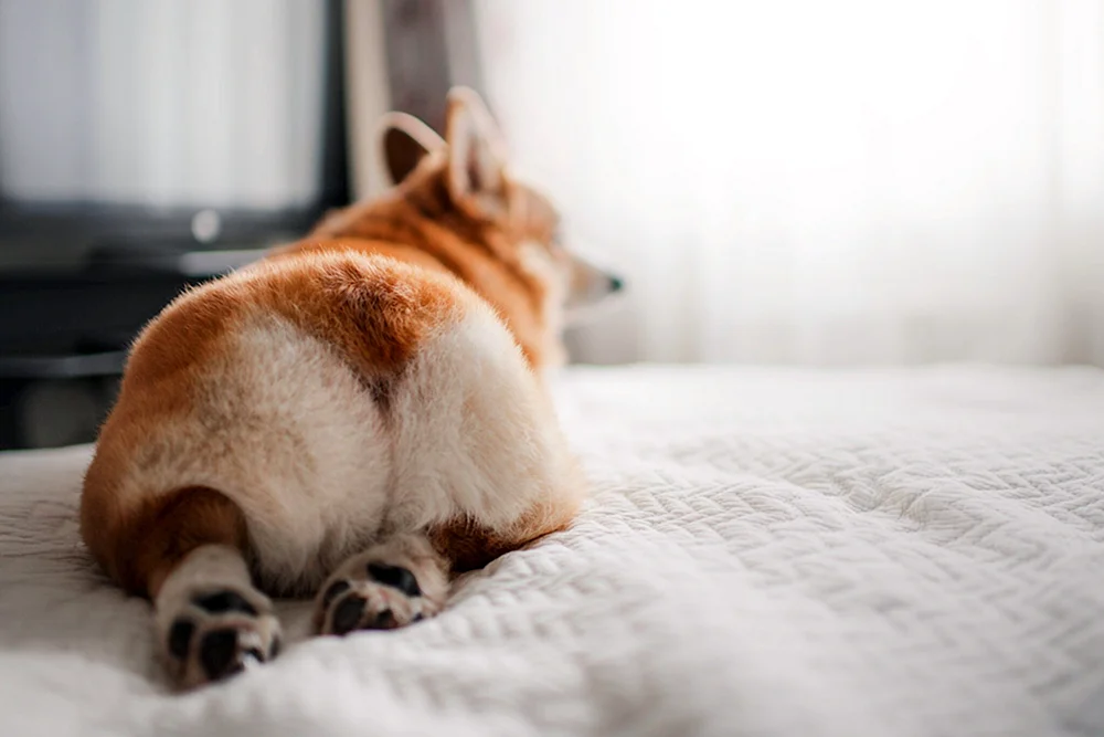 Corgi Hintern