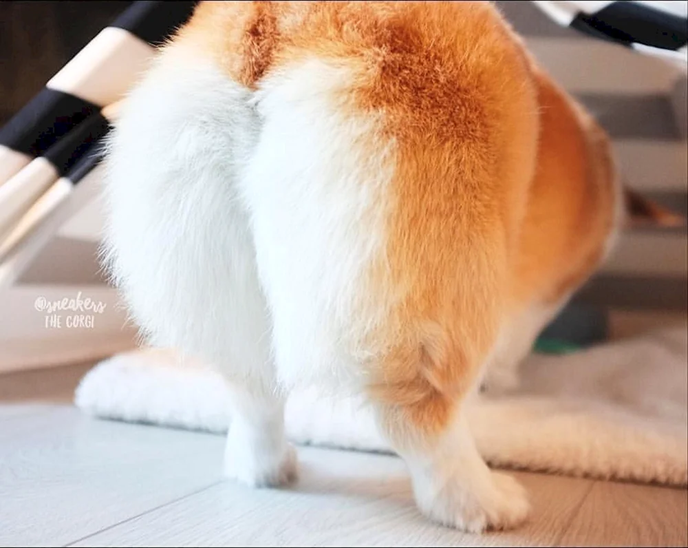 Corgi Fluffy