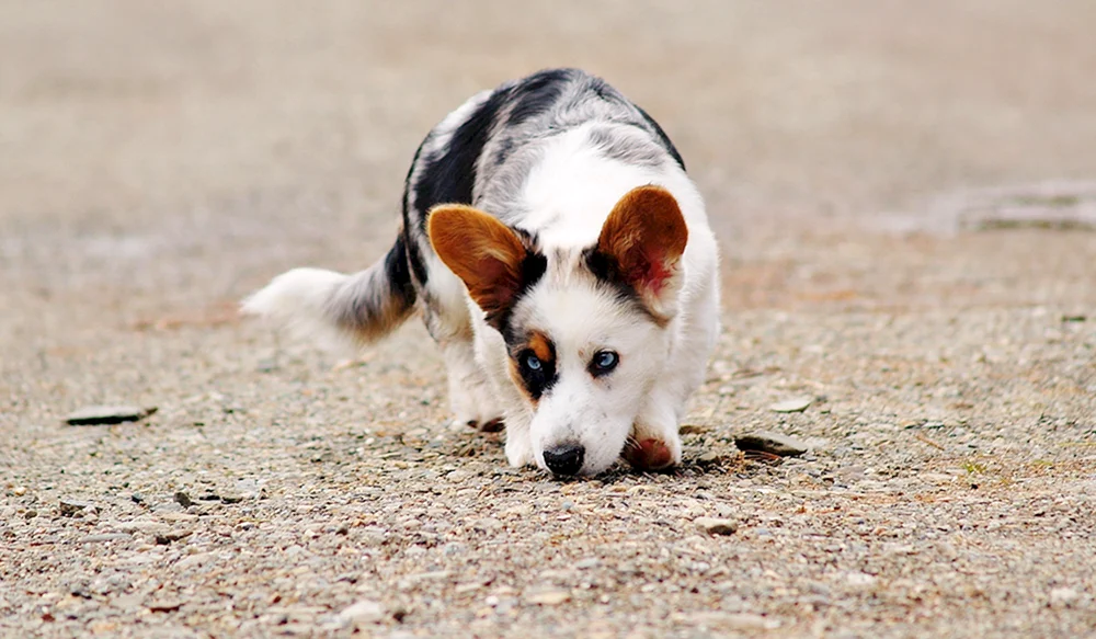 Corgi Kennel