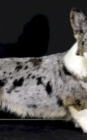 Corgi Strickjacke Blue Merle