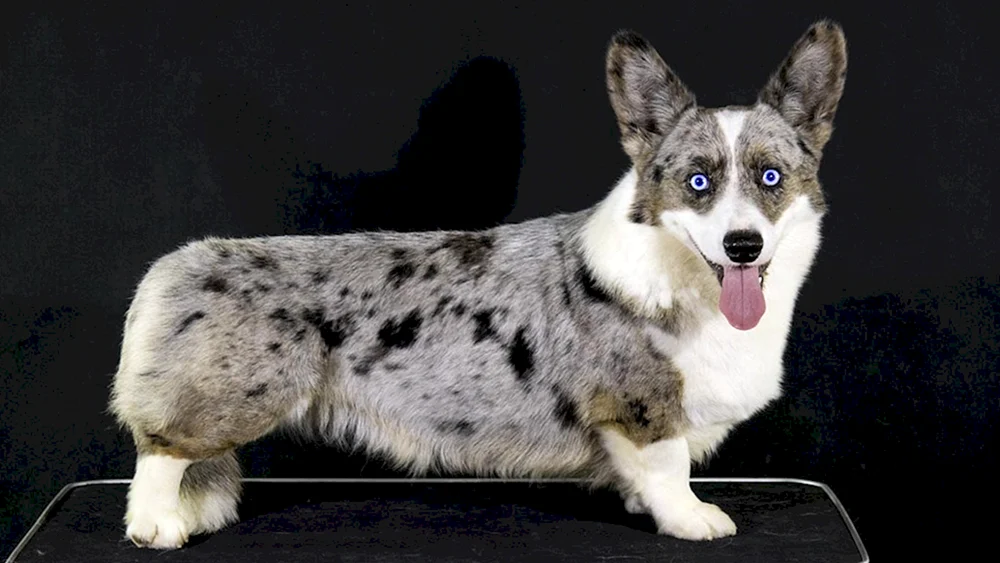 Corgi Strickjacke Blue Merle