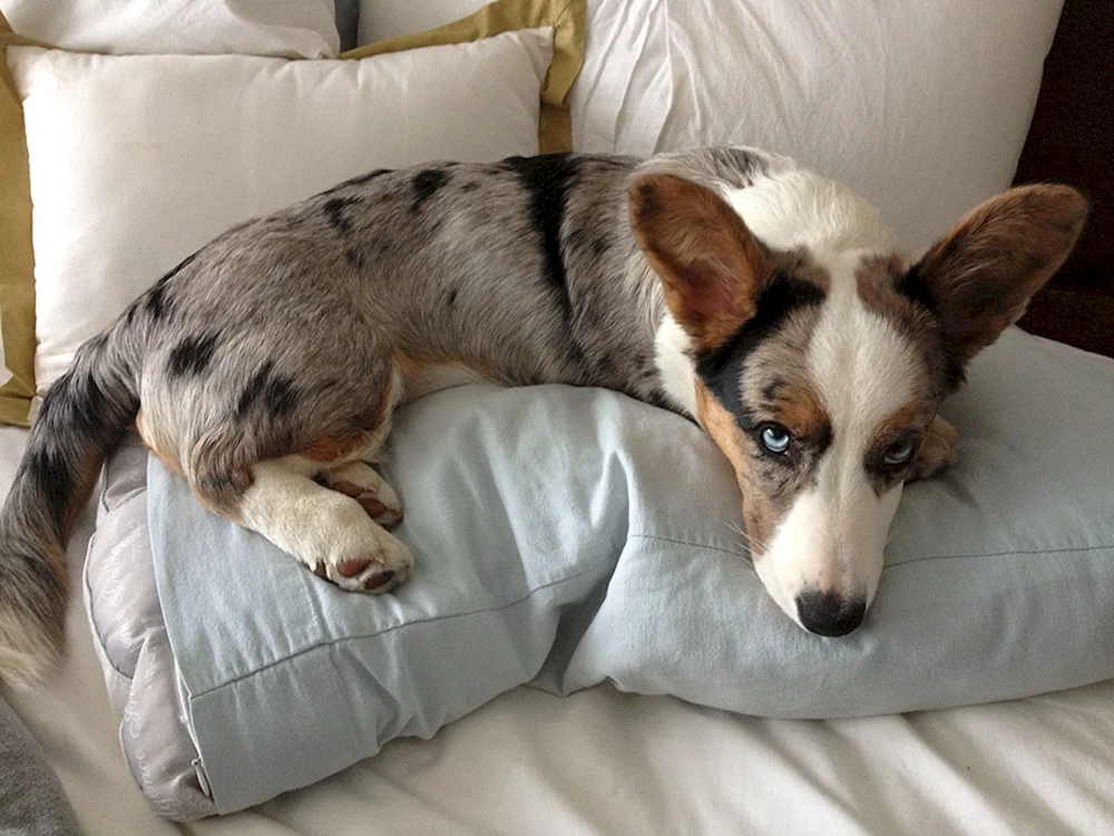 Corgi Strickjacke Blue Merle