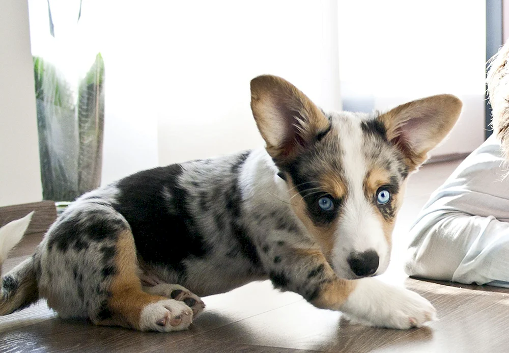 Corgi Strickjacke Blue Merle